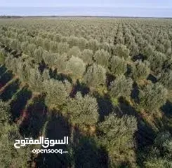  2 المفرق غابة زيتون ما شاء الله 30الف شجرة