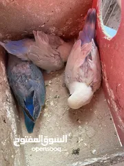  5 جواز روز وفشر