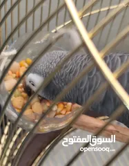  7 ببغاء تيمنا أفريقي