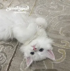  3 قطط شيرازي للبيع