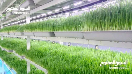  27 استنبات شعير  شعير مستنبت Sprouted   صواني استنبات شعير Barley germination barley