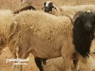  4 الله يبارك خروف