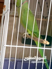  1 ذكر الدره بسم الله ما شاء الله ابو فراخ الذكر متكلم