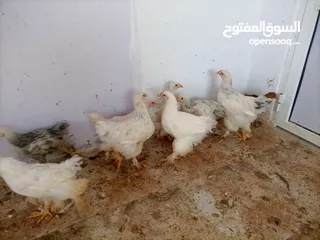  2 فرخات. براهمي . مشكل   في بف وفي بلاك     فرخات. ما شاء الله