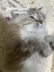  3 قط انثى للبيع