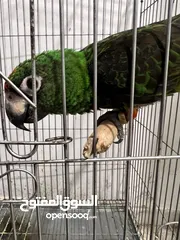  3 ببغاء القاردين مروض