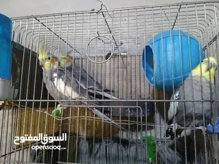 2 3 طيور كوكتيل انثايتين و ذكر كلهم 45 دينار الحبه على 15 طيور نخب