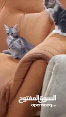  6 قطط من ام شنشيلا وأب سكوتش فولد لونج هير للبيع