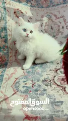  18 Cute persian and friendly kittens