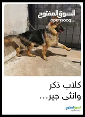  1 كلاب جيرمان للبيع