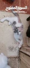  1 قطط للبيع العمر شهرين