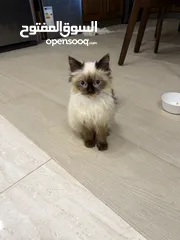  1 همالايا للبيع