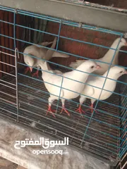  2 زغاليل  حمام لاحم فرنسي