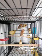  3 جلوستر مخاليف جلوستر..............