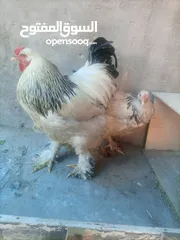  3 دجاج براهما للبيع