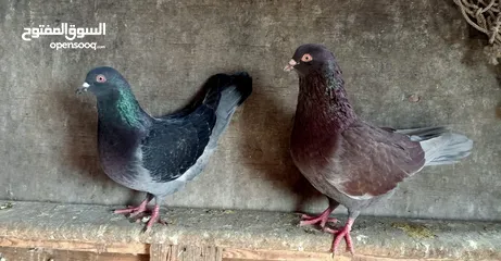 6 مطلوب حمام بلدي نفس الي في صوره