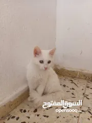  1 انقورا تركي