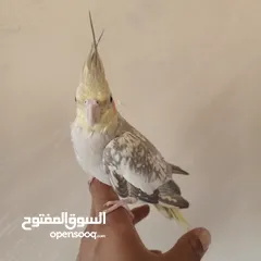  2 ذكر كوكتيل عمر 5 اشهر  البيع مع القفص