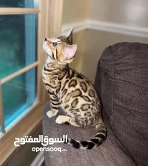  2 home trained Bengal kittens for adoption