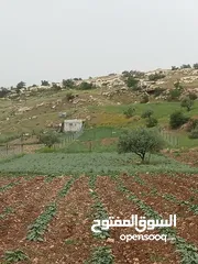  13 ارض سكنيه قرب مثلث حور فوعرا للبيع بسعر مغري