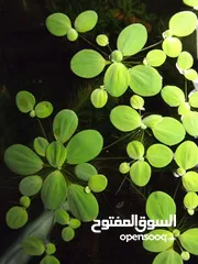  8 سمك ، نبات طافي طبيعي لأحواض السمك (مفيد للـ سمك) من نوع Dwarf water lettuce