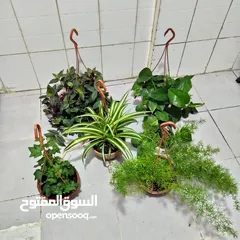  20 indoor airpurify plants