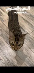  9 قطط بنغالية نادرة Rare Bengal Cats