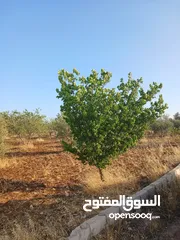  3 مزرعه أربعه دونم مشيكه بالكامل ارض زراعيه وبيت ريفي غرفتين وحمام ومطبخ صغير وباربكيو وساحه واسعه