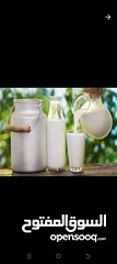  2 حليب ابقار طازج نصف دينار للكيلو