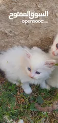  5 قطط مكس هيمالايا شيرازي انضيفه كثير متعوده على اللتر بوكس لعوبه وأليفه       ........