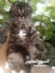  13 همالايا مكس شانشيلا