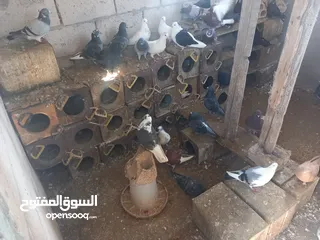  2 حمام للبيع نخب اول