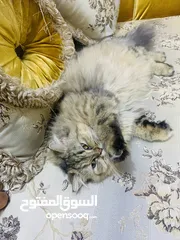  15 قطط للبيع نظافه فول تلقيحات مع الدفتر الصحي والجوازات مالهم