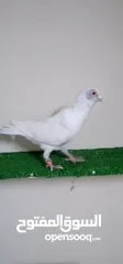  6 اجواز مسويد