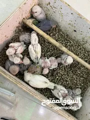  5 فروخ لوفبيرد عس