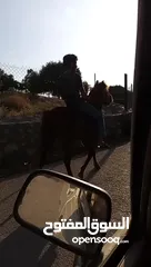  10 حصان للبيع في السلط