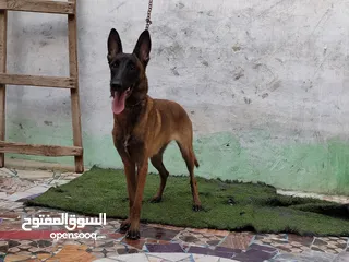  4 نتايه مالينو malinois