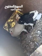  6 حمام للبيع