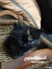  12 قطط للبيع السعار مشكله