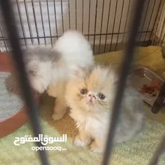  7 اناثي بيرشن لعب مستوى خرافي عمر 50يوم كلشي بالوصف