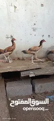  10 مجموعة طيور دجاج باكستاني ميوالي العدد 4  ودجاج دياكه الكوشن  العدد 2 وديك باكستاني ودجاجه باكستانيه