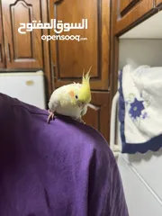 2 ببغاء  كوكتيل بدون قفص