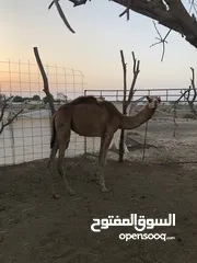  3 بكرة للبيع