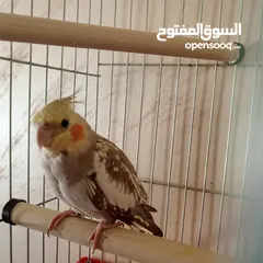  1 ذكر كوكتيل عمر 5 اشهر  البيع مع القفص