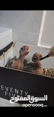  1 كوكتيل cockatiel chicks