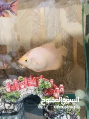  3 2 big Gourami fish