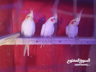  4 متاح كمية طيور كوكتيل اقرأ الوصف