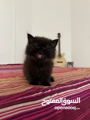  1 قط ذكر من نوع فريد للبيع