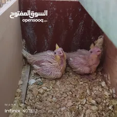  2 طيور كوكتيل فراخ للزق اليدوي