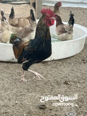  5 دجاج عربي قديم